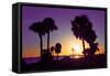 Silhouette Palm Trees at Sunset-Philippe Hugonnard-Framed Stretched Canvas