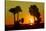 Silhouette Palm Trees at Sunset-Philippe Hugonnard-Stretched Canvas