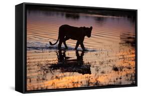 Silhouette Portrait of a Lioness Crossing Through the Water of the Savuti Channel in Botswana-Karine Aigner-Framed Stretched Canvas