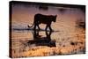 Silhouette Portrait of a Lioness Crossing Through the Water of the Savuti Channel in Botswana-Karine Aigner-Stretched Canvas