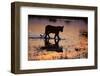 Silhouette Portrait of a Lioness Crossing Through the Water of the Savuti Channel in Botswana-Karine Aigner-Framed Photographic Print