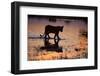 Silhouette Portrait of a Lioness Crossing Through the Water of the Savuti Channel in Botswana-Karine Aigner-Framed Photographic Print