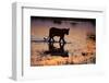 Silhouette Portrait of a Lioness Crossing Through the Water of the Savuti Channel in Botswana-Karine Aigner-Framed Photographic Print