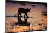 Silhouette Portrait of a Lioness Crossing Through the Water of the Savuti Channel in Botswana-Karine Aigner-Mounted Photographic Print