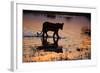 Silhouette Portrait of a Lioness Crossing Through the Water of the Savuti Channel in Botswana-Karine Aigner-Framed Photographic Print