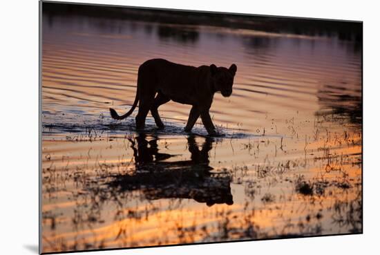 Silhouette Portrait of a Lioness Crossing Through the Water of the Savuti Channel in Botswana-Karine Aigner-Mounted Photographic Print