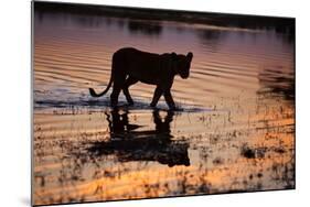 Silhouette Portrait of a Lioness Crossing Through the Water of the Savuti Channel in Botswana-Karine Aigner-Mounted Photographic Print