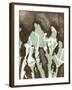 Silhouette Reversal II-Jennifer Goldberger-Framed Art Print