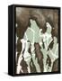 Silhouette Reversal II-Jennifer Goldberger-Framed Stretched Canvas