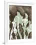 Silhouette Reversal II-Jennifer Goldberger-Framed Art Print