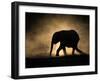 SILHOUETTE-Jaco Marx-Framed Photographic Print