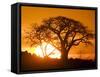 Silhouetted Baobab Trees, Kubu Island on Makgadikgadi Pan, Kalahari Desert, Botswana-Paul Souders-Framed Stretched Canvas