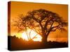 Silhouetted Baobab Trees, Kubu Island on Makgadikgadi Pan, Kalahari Desert, Botswana-Paul Souders-Stretched Canvas