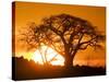 Silhouetted Baobab Trees, Kubu Island on Makgadikgadi Pan, Kalahari Desert, Botswana-Paul Souders-Stretched Canvas