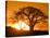Silhouetted Baobab Trees, Kubu Island on Makgadikgadi Pan, Kalahari Desert, Botswana-Paul Souders-Stretched Canvas