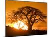 Silhouetted Baobab Trees, Kubu Island on Makgadikgadi Pan, Kalahari Desert, Botswana-Paul Souders-Mounted Premium Photographic Print