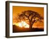Silhouetted Baobab Trees, Kubu Island on Makgadikgadi Pan, Kalahari Desert, Botswana-Paul Souders-Framed Photographic Print