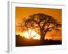 Silhouetted Baobab Trees, Kubu Island on Makgadikgadi Pan, Kalahari Desert, Botswana-Paul Souders-Framed Photographic Print