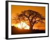 Silhouetted Baobab Trees, Kubu Island on Makgadikgadi Pan, Kalahari Desert, Botswana-Paul Souders-Framed Photographic Print