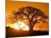 Silhouetted Baobab Trees, Kubu Island on Makgadikgadi Pan, Kalahari Desert, Botswana-Paul Souders-Mounted Photographic Print