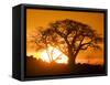 Silhouetted Baobab Trees, Kubu Island on Makgadikgadi Pan, Kalahari Desert, Botswana-Paul Souders-Framed Stretched Canvas