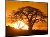 Silhouetted Baobab Trees, Kubu Island on Makgadikgadi Pan, Kalahari Desert, Botswana-Paul Souders-Mounted Premium Photographic Print