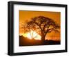 Silhouetted Baobab Trees, Kubu Island on Makgadikgadi Pan, Kalahari Desert, Botswana-Paul Souders-Framed Photographic Print