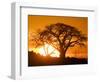 Silhouetted Baobab Trees, Kubu Island on Makgadikgadi Pan, Kalahari Desert, Botswana-Paul Souders-Framed Photographic Print