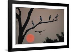 Silhouetted Birds-Staffan Widstrand-Framed Giclee Print