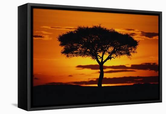 Silhouetted Camelthorn Tree at Sunset-Paul Souders-Framed Stretched Canvas