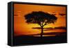 Silhouetted Camelthorn Tree at Sunset-Paul Souders-Framed Stretched Canvas