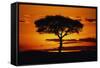 Silhouetted Camelthorn Tree at Sunset-Paul Souders-Framed Stretched Canvas