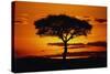Silhouetted Camelthorn Tree at Sunset-Paul Souders-Stretched Canvas