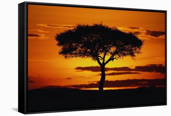 Silhouetted Camelthorn Tree at Sunset-Paul Souders-Framed Stretched Canvas