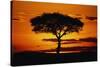 Silhouetted Camelthorn Tree at Sunset-Paul Souders-Stretched Canvas