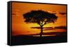 Silhouetted Camelthorn Tree at Sunset-Paul Souders-Framed Stretched Canvas