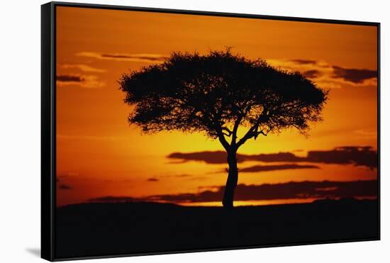 Silhouetted Camelthorn Tree at Sunset-Paul Souders-Framed Stretched Canvas