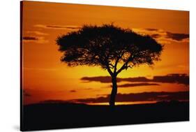 Silhouetted Camelthorn Tree at Sunset-Paul Souders-Stretched Canvas