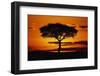 Silhouetted Camelthorn Tree at Sunset-Paul Souders-Framed Premium Photographic Print