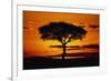 Silhouetted Camelthorn Tree at Sunset-Paul Souders-Framed Photographic Print