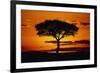 Silhouetted Camelthorn Tree at Sunset-Paul Souders-Framed Photographic Print