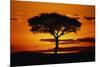 Silhouetted Camelthorn Tree at Sunset-Paul Souders-Mounted Photographic Print