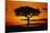 Silhouetted Camelthorn Tree at Sunset-Paul Souders-Mounted Photographic Print