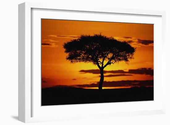 Silhouetted Camelthorn Tree at Sunset-Paul Souders-Framed Photographic Print