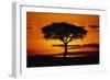 Silhouetted Camelthorn Tree at Sunset-Paul Souders-Framed Photographic Print