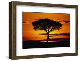 Silhouetted Camelthorn Tree at Sunset-Paul Souders-Framed Photographic Print