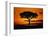 Silhouetted Camelthorn Tree at Sunset-Paul Souders-Framed Photographic Print