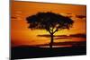 Silhouetted Camelthorn Tree at Sunset-Paul Souders-Mounted Photographic Print