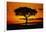 Silhouetted Camelthorn Tree at Sunset-Paul Souders-Framed Photographic Print