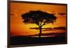 Silhouetted Camelthorn Tree at Sunset-Paul Souders-Framed Photographic Print